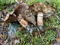 Tricholoma badicephalum thumbnail 2