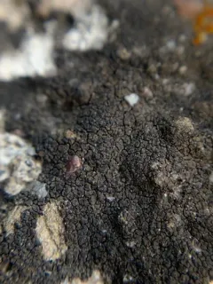 Verrucaria nigrescens thumbnail 3