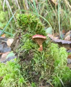 Red Bog Bolete thumbnail 2