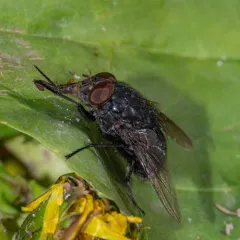 Orange-bearded Bluebottle Fly thumbnail 4
