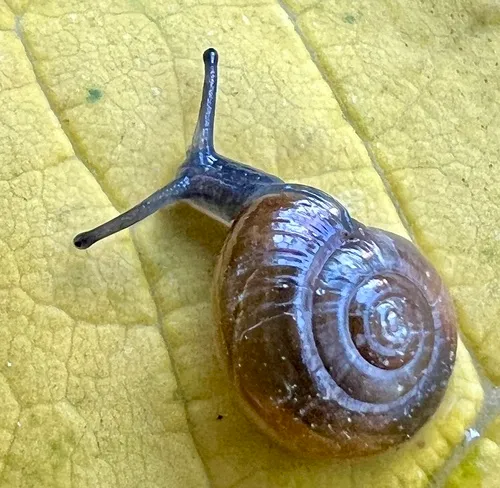 Quick Gloss Snail