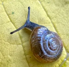 Quick Gloss Snail thumbnail 1