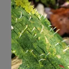 White green-algae coral thumbnail 3