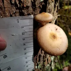 Bulbous Honey Fungus thumbnail 3