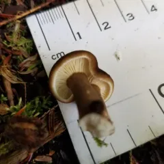 Chocolate Milky thumbnail 3