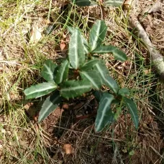 Striped wintergreen