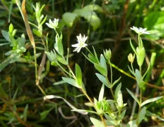 Creeping Sandwort thumbnail 3