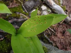 Puccinia mesomajalis thumbnail 2
