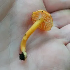 Vermilion Waxcap thumbnail 1