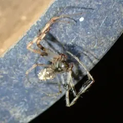 Arrowhead Orbweaver thumbnail 3