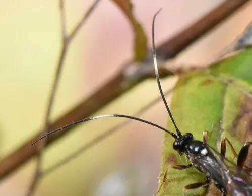 Asthenolabus scutellatus