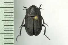 Spinach Carrion Beetle thumbnail 3