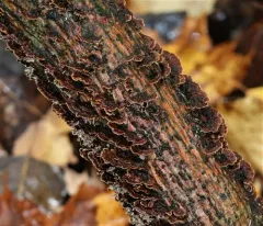 willow glue thumbnail 3