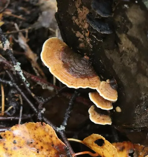 yellowing curtain crust