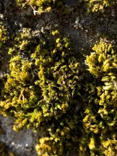 White-tipped Bristle-moss thumbnail 2