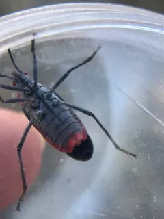 Red-shouldered Bug thumbnail 2