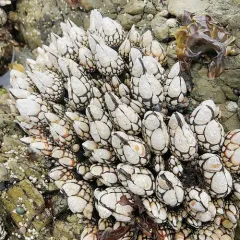 Gooseneck Barnacle thumbnail 2