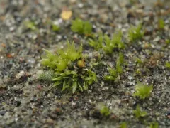Spreading-leaved Earth Moss thumbnail 2