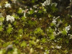 slender-toothed earth moss thumbnail 3