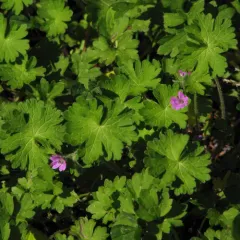 Dove's-foot crane's-bill thumbnail 3