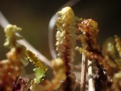 Floppy Earwort thumbnail 1