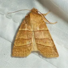 Citrine Sallow thumbnail 2
