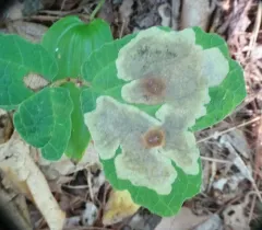 Witchhazel Leafminer thumbnail 2
