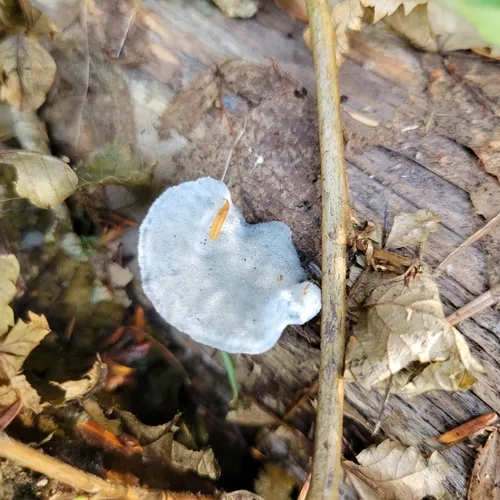 Blue Cheese Polypore