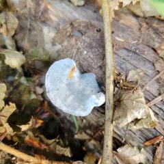 Blue Cheese Polypore thumbnail 1