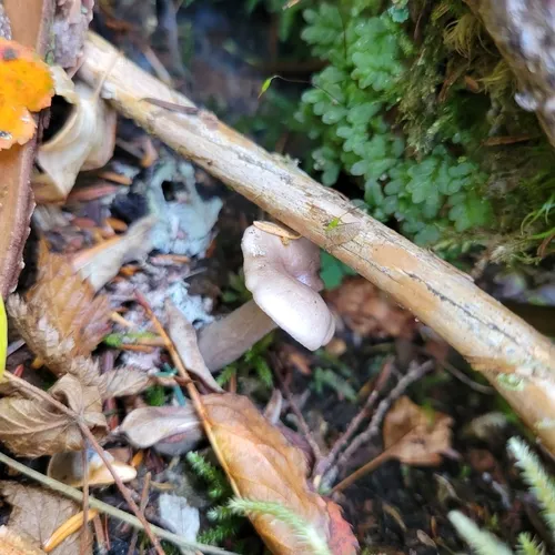 Gray-stemmed Milk Cap