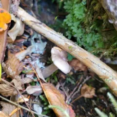 Gray-stemmed Milk Cap thumbnail 1
