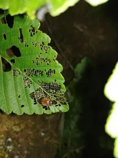 Anchycteis velutina thumbnail 2