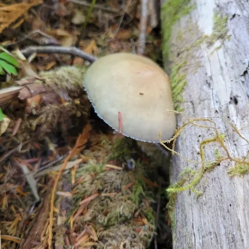 Conifer roundhead