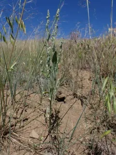 Narrowleaf Goosefoot thumbnail 2