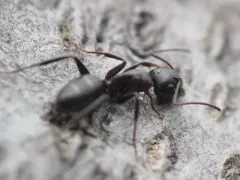 Walnut Carpenter Ant thumbnail 3