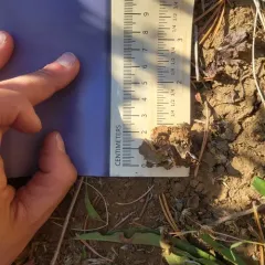 Lobaria anthraspis thumbnail 2