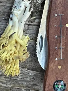 Ramaria cystidiophora thumbnail 2