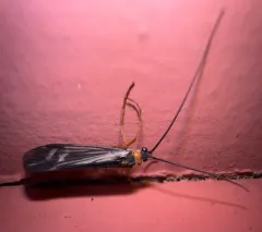 Halesochila taylori thumbnail 3