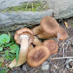 Honey Mushroom thumbnail 3
