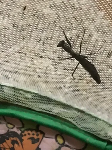 Agile Ground Mantis