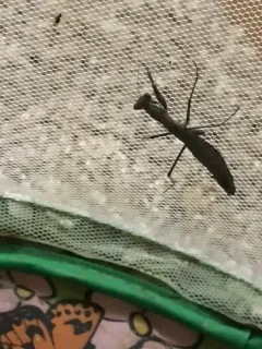 Agile Ground Mantis thumbnail 1