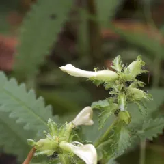 swamp lousewort thumbnail 3