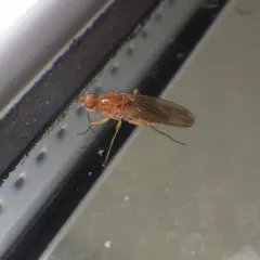 Scoliocentra flavotestacea thumbnail 2