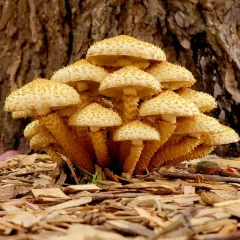 shaggy scalycap thumbnail 4