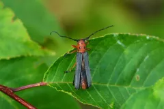 Oberea schaumii thumbnail 2