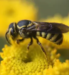 Wide-striped Painted-Dark bee thumbnail 2