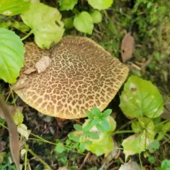 Xerocomellus mendocinensis thumbnail 1
