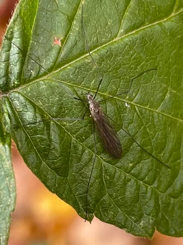 Neolimnophila placida