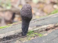 Xylaria maumeei thumbnail 2
