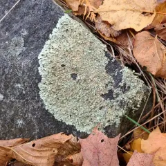 Shingled Rock-shield Lichen thumbnail 3